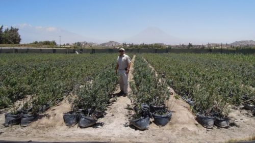 AGRICULTURA, CAMPO DE ARANDANOS