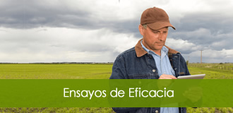 ensayos